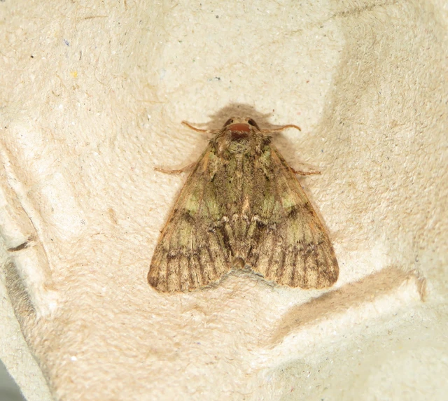 Polyphaenis sericata - selyemfényű erdeibagoly
