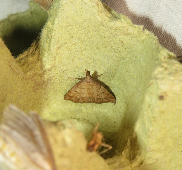 láperdei karcsúbagoly - Polypogon gryphalis