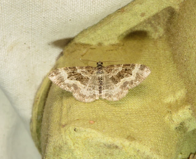 Epirrhoe alternata - galaj-tarkaaraszoló