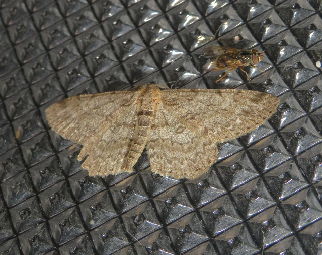Hypomecis punctinalis - pettyes faaraszoló