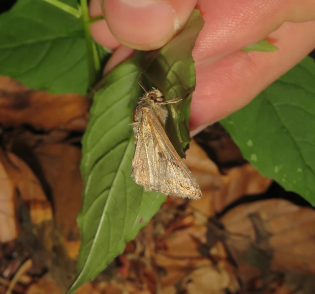 Autographa gamma - gammalepke