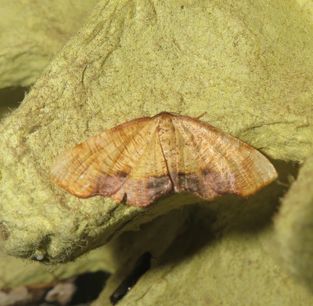 Plagodis dolabraria - baltaszárnyú araszoló