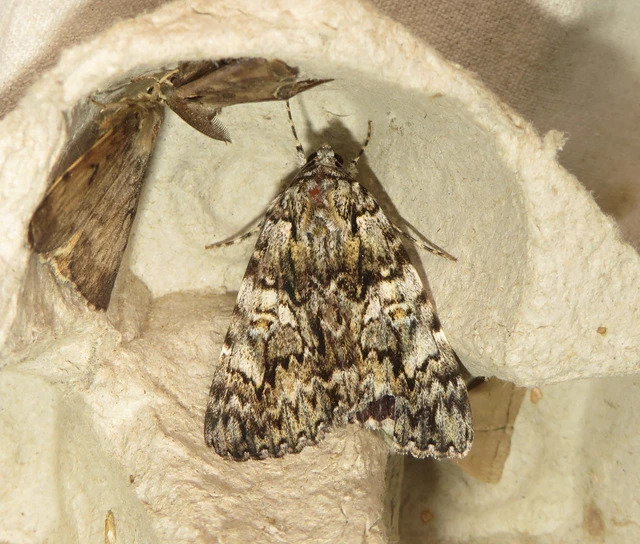 Catocala promissa - kis tölgyfa-övesbagoly