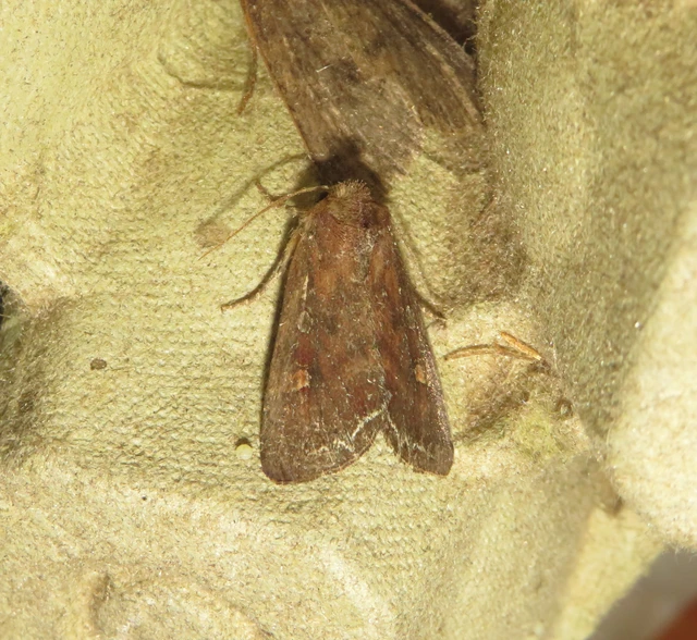 Lacanobia oleracea - saláta-kertibagoly