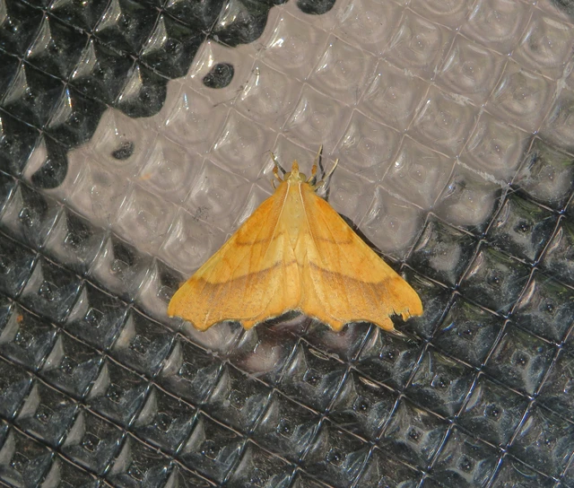 Ennomos quercinaria - tölgyfa-levélaraszoló