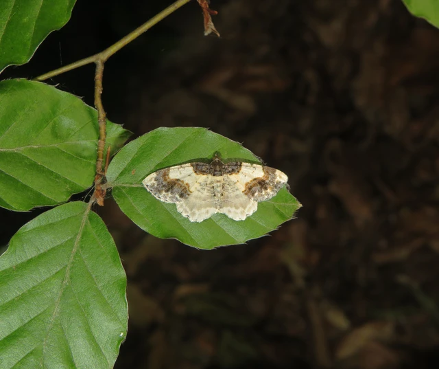 Ligdia adustata - barna levélaraszoló