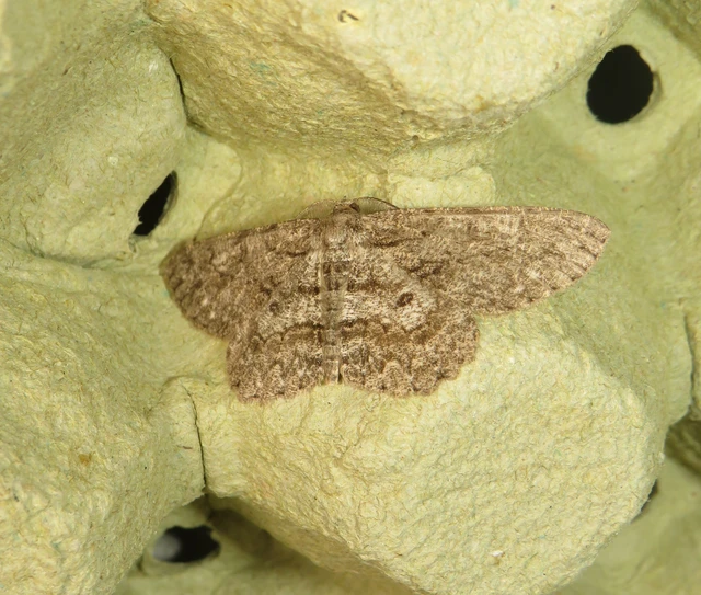 Hypomecis punctinalis - pettyes faaraszoló