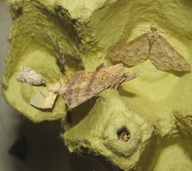 Pterostoma palpina - csőrös púposszövő