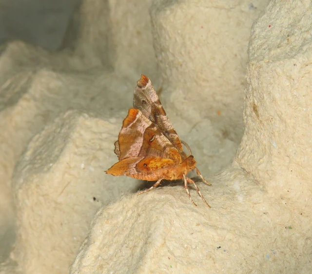 Selenia tetralunaria - négyfoltos holdasaraszoló