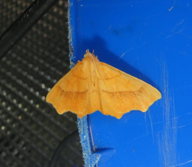 Ennomos quercinaria - tölgyfa-levélaraszoló