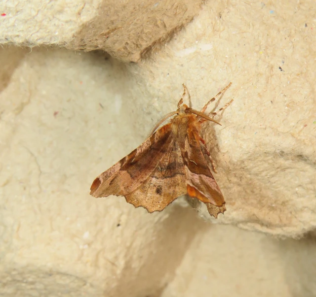 Selenia tetralunaria - négyfoltos holdasaraszoló