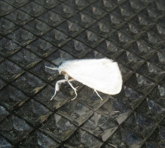 Sphrageidus similis - sárgafarú szövő