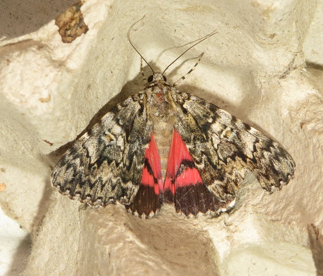 Catocala promissa - kis tölgyfa-övesbagoly