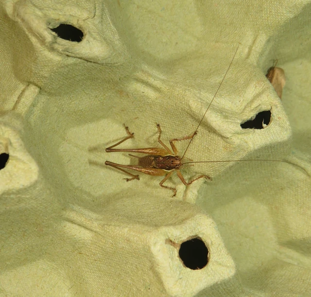 Pachytrachis gracilis - karcsú szöcske