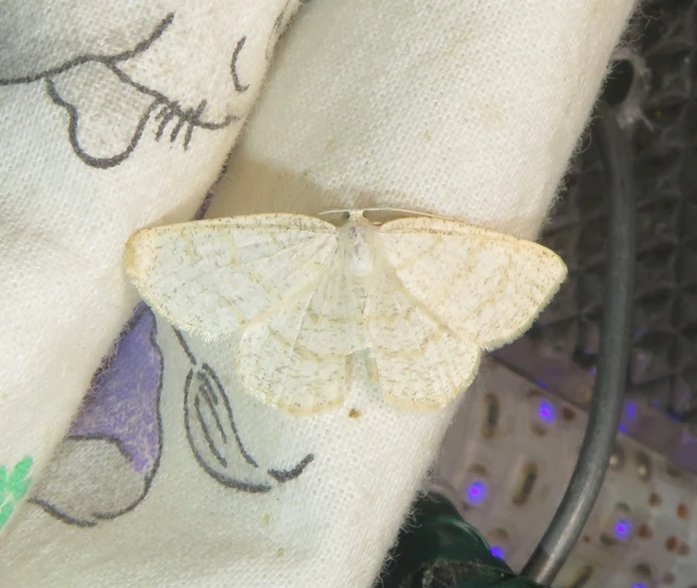 pettyes égeraraszoló - Cabera exanthemata