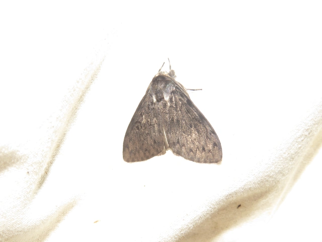 Lymantria monacha - apácalepke