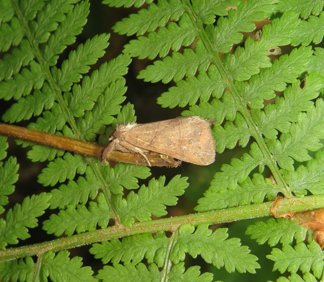 Clostera anastomosis - barna levélszövő