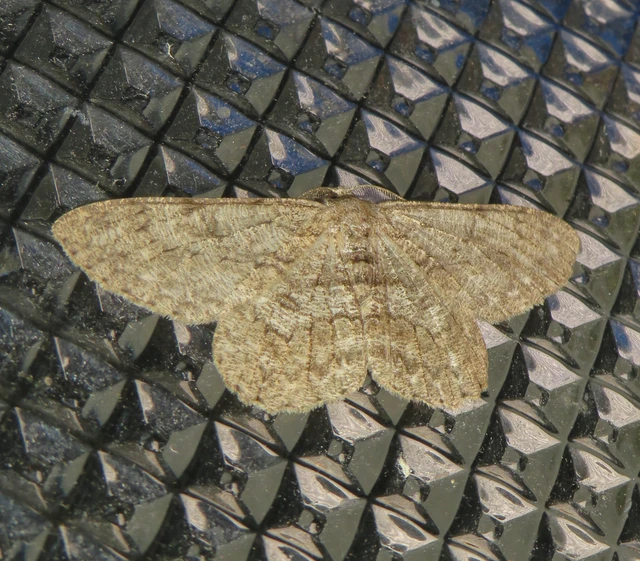 Hypomecis punctinalis - pettyes faaraszoló