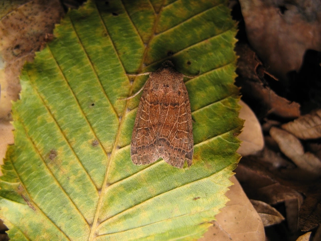 rozsdabarna őszibagoly - Anchoscelis nitida