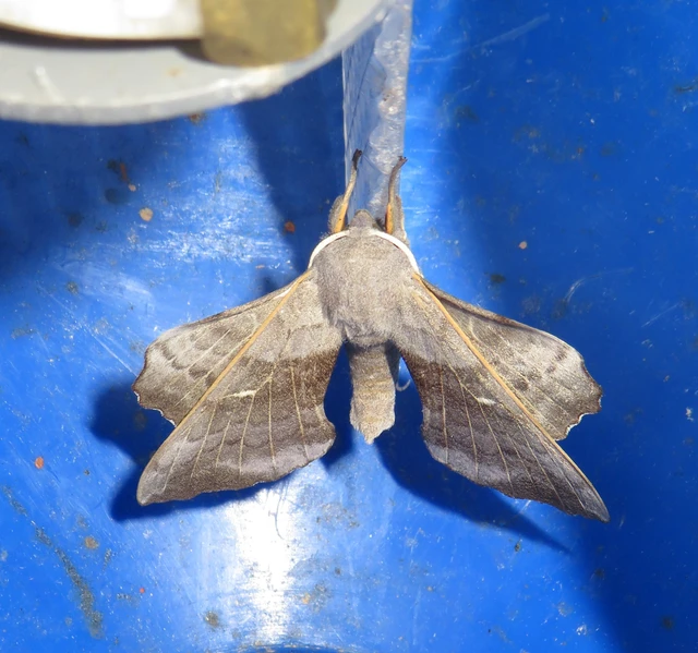 nyárfaszender - Laothoe populi