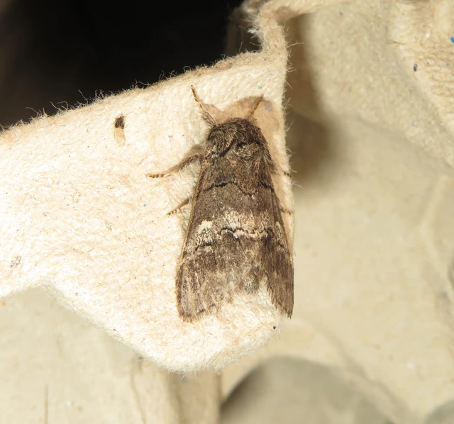 tölgyfa-púposszövő - Drymonia querna