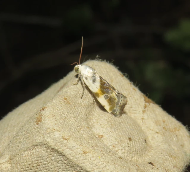parlagfűbagoly - Ponometia candefacta