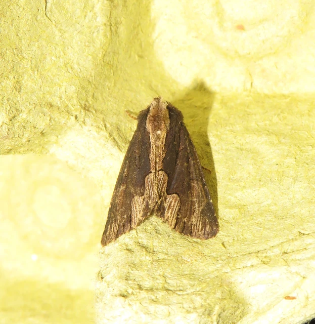 Dypterygia scabriuscula - szurokbarna nyáribagoly