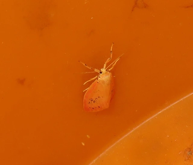 piros medvelepke - Miltochrista miniata