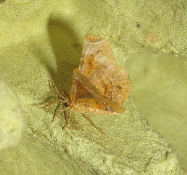 Selenia tetralunaria - négyfoltos holdasaraszoló