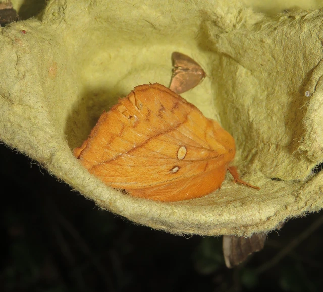 Euthrix potatoria - szomjas pohók