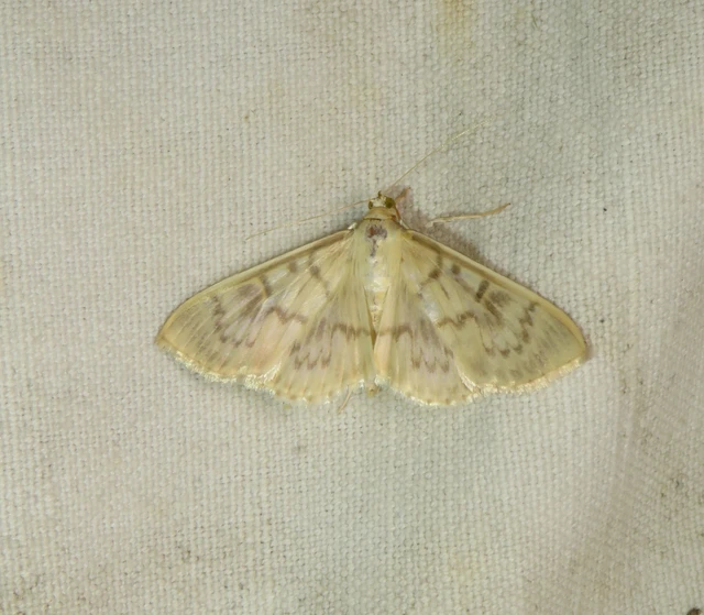 csalánevő tűzmoly - Patania ruralis