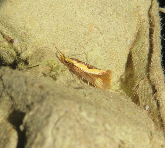 korhadékevő díszmoly - Harpella forficella