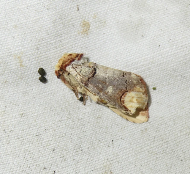 Phalera bucephala - sárgafoltos púposszövő