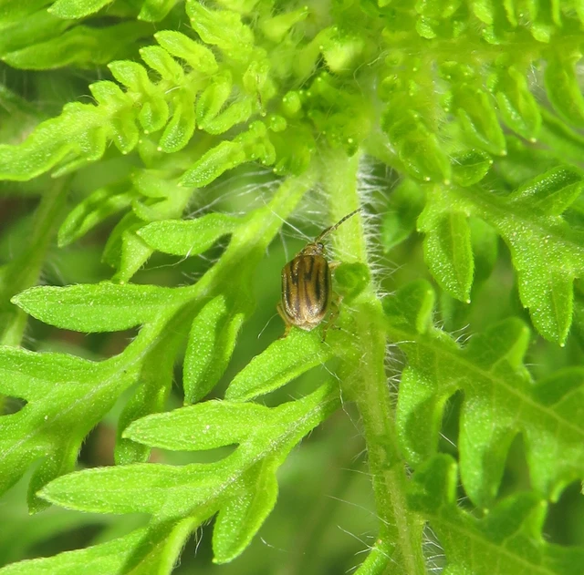 parlagfű-olajosbogár - Ophraella communa