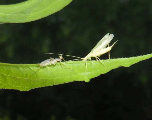 pirregőtücsök - Oecanthus pellucens