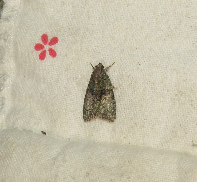 sárgászöld zuzmóbagoly - Cryphia algae