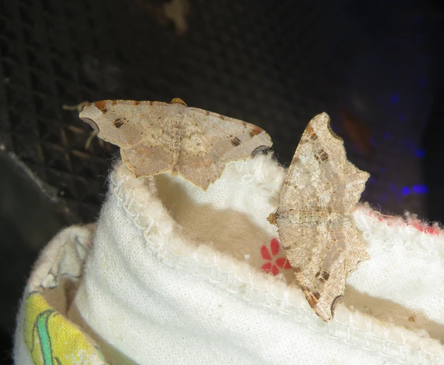 Macaria alternata - közönséges szürkearaszoló