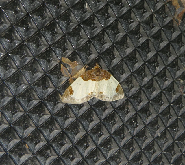 tarka fűzfaaraszoló - Mesoleuca albicillata