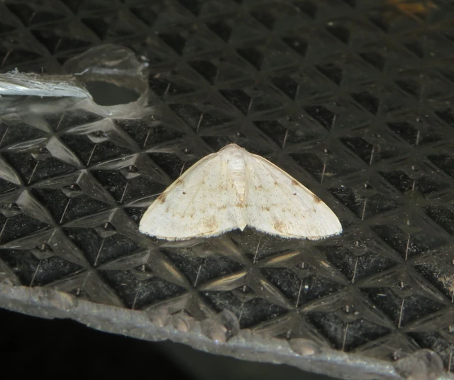 kétpontos fehéraraszoló - Lomographa bimaculata