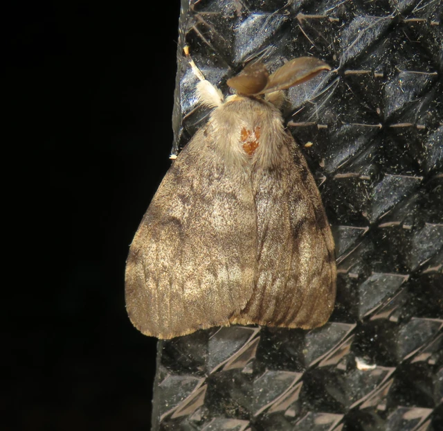 Lymantria dispar - gyapjaslepke