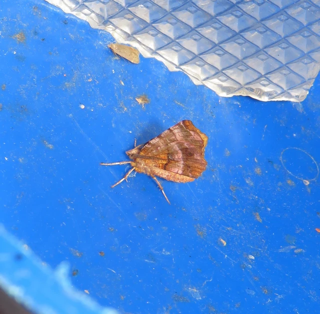 kétfoltos holdasaraszoló - Selenia dentaria