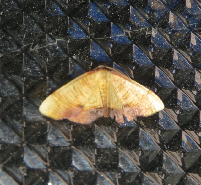 baltaszárnyú araszoló - Plagodis dolabraria