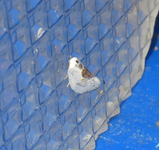 törpe sarlósszövő - Cilix glaucata