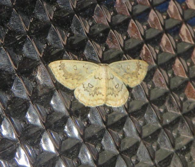 gyűrűs pettyesaraszoló - Cyclophora annularia
