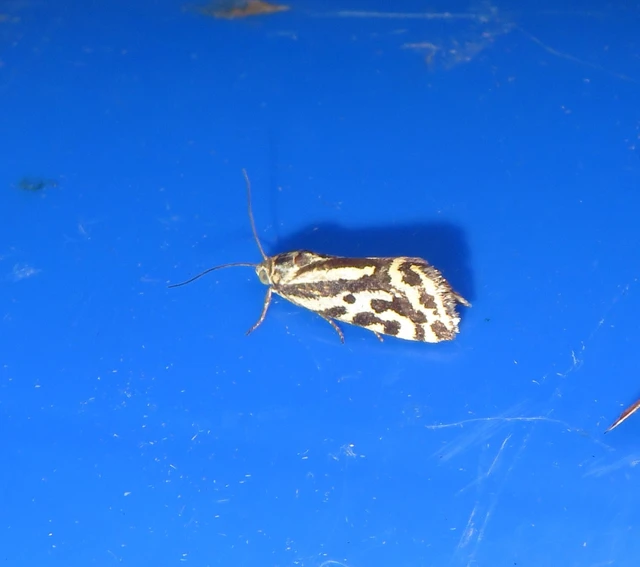 zebrabagoly - Emmelia trabealis