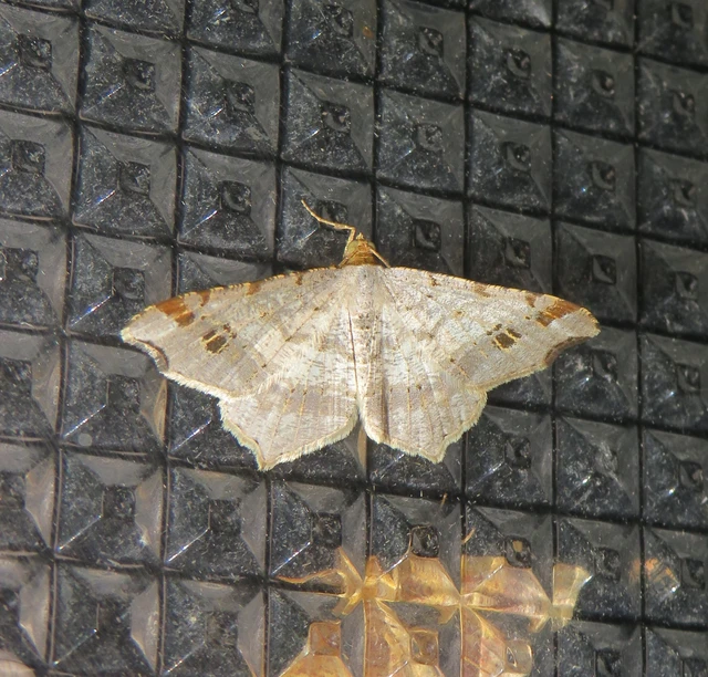 közönséges szürkearaszoló - Macaria alternata