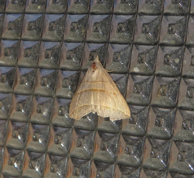 háromsávos törpebagoly - Colobochyla salicalis