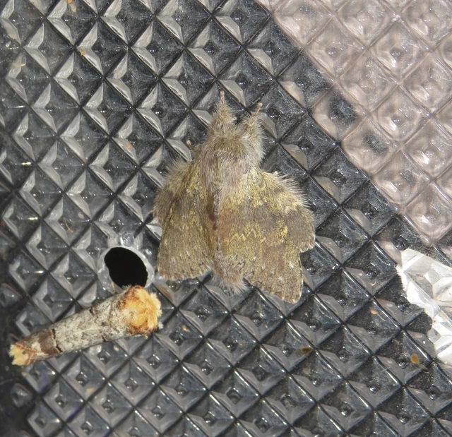 bükkfa-púposszövő - Stauropus fagi