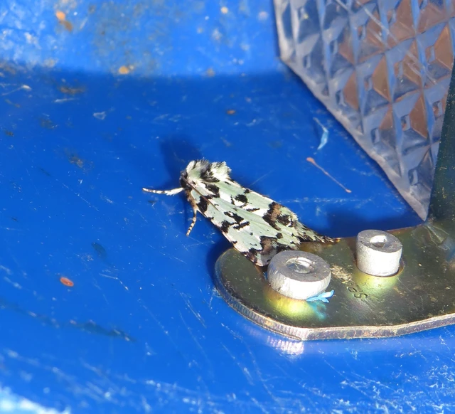 zuzmószínű zöldbagoly - Moma alpium