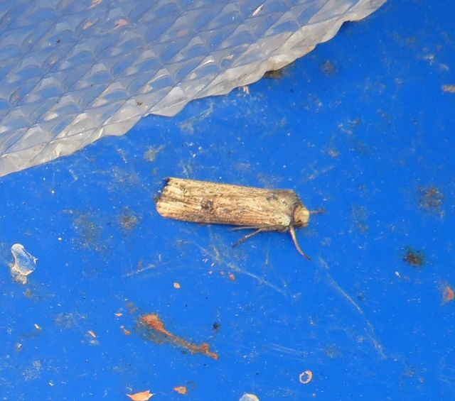 vonalkás földibagoly - Axylia putris